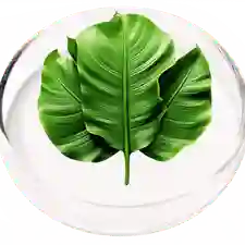 banana leaf