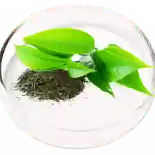 green tea leaf