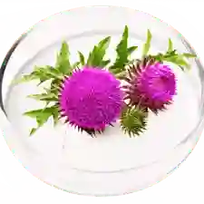 milk thistle